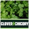 Real World Wildlife Products Hunting Clover Chicory Food Plot Seed